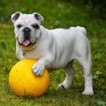 english bulldog, bulldog, ball, dog, pet, white dog, canine, domestic, domestic dog, portrait, nature, dog portrait, mammal, animal